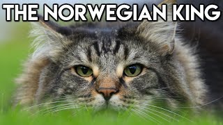 Norwegian Forest Cat 101  Learn ALL About Them [upl. by Anasiul]