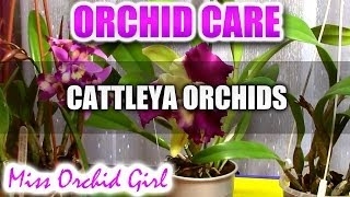 Orchid Care  How to care for Cattleya Orchids  watering fertilizing reblooming [upl. by Aneeles529]