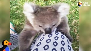 Rescued Baby Koala Bear Climbs Rescuers Leg  The Dodo [upl. by Neetsirk421]