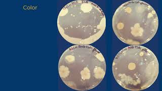 Colony Morphology [upl. by Arevle799]