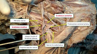 Posterior triangle of neck [upl. by Yllehs]