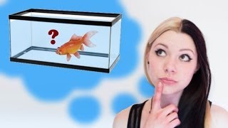 HOW TO SET UP A GOLDFISH TANK [upl. by Aneryc319]