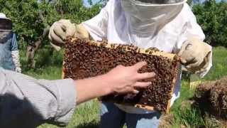 Beekeeping 101 Handling a Beehive  Part 1  Full Course at Organic Life Guru [upl. by Aneehsor64]