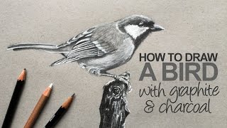 How to Draw a Realistic Bird [upl. by Wallraff]