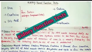 Kidney function testsKFTsRFTsexplained in an easy way in hindi and urdu [upl. by Elnora106]