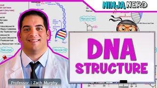 Cell Biology  DNA Structure amp Organization 🧬 [upl. by Spain]