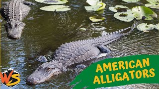 Swamp Royalty The Untold Story of American Alligators [upl. by Leeban213]