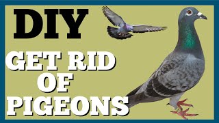 Trick to Get Rid of Pigeons on Roof  Dads Den [upl. by Eelinej653]