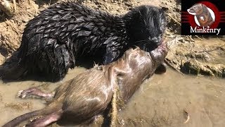 My Mink Brocc and Rocky Hunting Muskrats [upl. by Manara344]