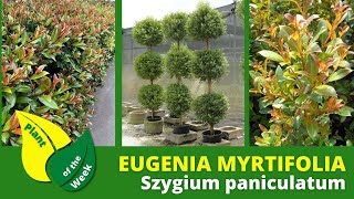 Eugenia or Syzygium Shrub  Syzygium paniculatum  Hardy Hedge or Container Plant [upl. by Alene]