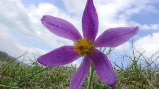 The Pasque flower  an Easter rarity  Natural History Museum [upl. by Barde]