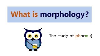 What is morphology [upl. by Enitsej]