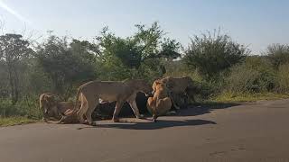 Brutal lion kill in the Kruger National Park Not for sensitive viewers [upl. by Hakceber]