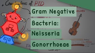 Gram Negative Bacteria Neisseria gonorrhoeae [upl. by Oxford]