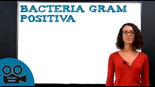 Bacteria Gram Positiva [upl. by Inimak]