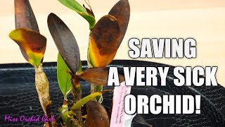 Saving a rotting Orchid  Cattleya with transport damage [upl. by Llertnom]