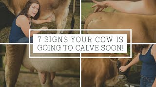 7 Signs Your Cow is Going to Calve Soon [upl. by Adnuhsar]