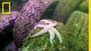 Why Are So Many Starfish Dying  National Geographic [upl. by Orlov]