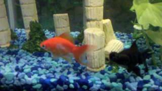 Are my goldfish fighting or playing [upl. by Hubey]