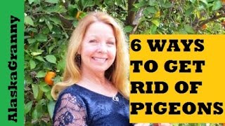 6 Ways To Get Rid Of Pigeons [upl. by Eesak]