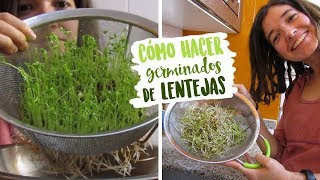 Cómo hacer germinados de lentejas  NUTRIRIANA [upl. by Modesta]