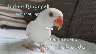 Indian Ringneck Parakeet  All we need to know [upl. by Vidda]