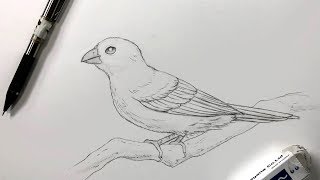 How To Draw A Bird [upl. by Yliak]