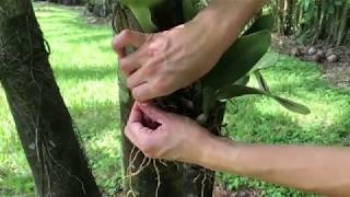 Cattleya Orchids How to Attach them on Tress [upl. by Hallerson453]