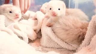 Ferret babies are grown up quickly From day 9 to day 30 [upl. by Nytsirc401]