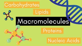 Beginners Guide to MACROMOLECULES [upl. by Giuliana]