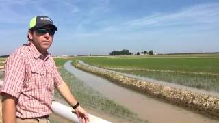 From Riceland Farms Flooding Rice Fields [upl. by Bury]