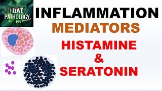 INFLAMMATION Part 4 Chemical Mediators HISTAMINE amp SEROTONIN [upl. by Joyan]