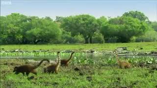 Coatis in Reverse with Jurassic Park Theme [upl. by Nette292]