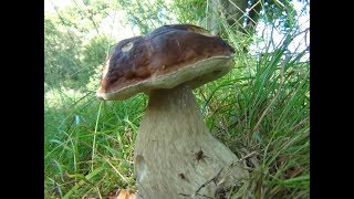 Large Penny Bun Porcini Cep King Bolete Boletus edulis identification [upl. by Ludlow]