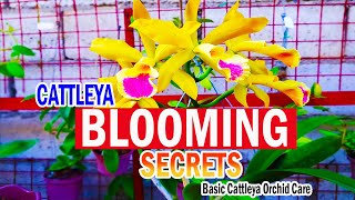 SECRETS on BLOOMING CATTLEYA  Cattleya Orchid Care [upl. by Farlie800]