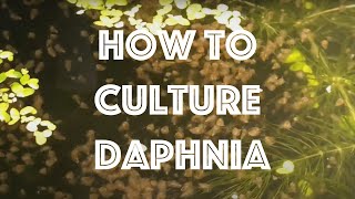 How To Culture Daphnia Magna [upl. by Aniuqal]