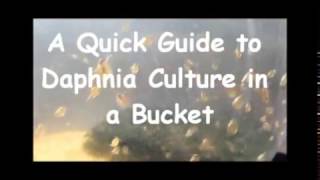 How to culture daphnia outside [upl. by Truelove681]