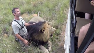 Walking With The Volunteers  The Lion Whisperer [upl. by Annahsar]