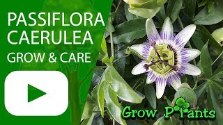 Passiflora caerulea  grow amp care Bluecrown Passionflower [upl. by Nomae179]