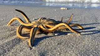 NineArmed Sea Star Starfish Crawling on the Beach in Naples FL [upl. by Aketahs665]