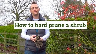 How to Hard Prune shrubs amp plants [upl. by Walli]