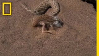 Snake vs Lizard  National Geographic [upl. by Nesyrb754]