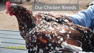 Our Chicken Breeds [upl. by Humberto]