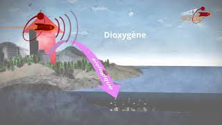 Océans puits de carbone [upl. by Livvi911]