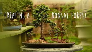 Creating a Portulacaria afra Forest Bonsai  Little Jade Bonsai [upl. by Welcome]