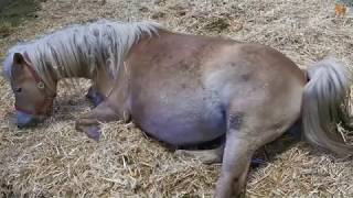 Haflinger Gestüt Meura  Fohlengeburt [upl. by Pam]