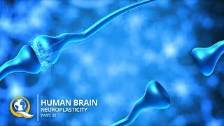 Discover How to Rewire Your Brain with Neuroplasticity [upl. by Adamson]