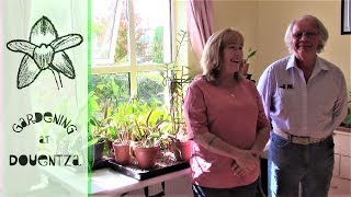 Cattleya Update With Rogers Orchids  discussing light amp indoor growing [upl. by Nalyd]