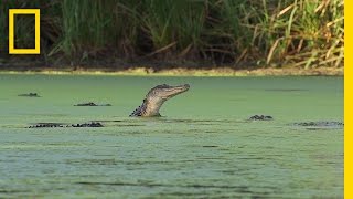 An Alligator’s Gourmet Lunch  Americas National Parks [upl. by Ocnarf]