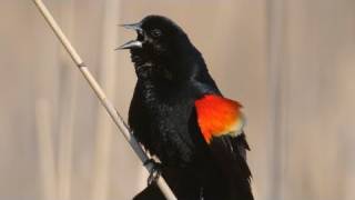 How Nature Works Redwinged Blackbird Display [upl. by Rodoeht303]